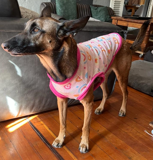 Free Pattern Friday – Comfy Dog Jersey